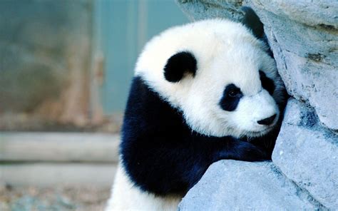 Panda Wallpapers Hd Panda Wallpapers Full Hd 31652 Baltana