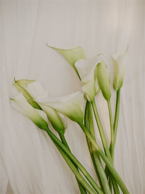 White Calla Lily Flowers The Fabric Behind Vintage Style Stock Photo