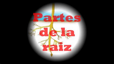 Partes De La Raiz Youtube