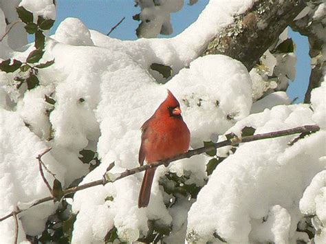 Free Photograph Cardinal Sitting Snowy Pine Tree Branch