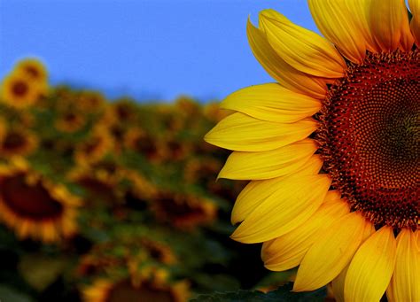 Banco De Imagens Plantar Dom Por Do Sol Flor Pétala Outono