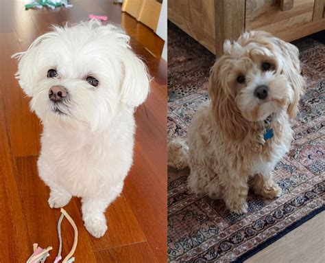 Maltese Vs Maltipoo Dog Breed Comparison 2023 We Love Doodles