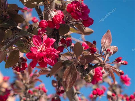 Flores rosadas de un árbol de Malus Royal Raindrops Crabapple