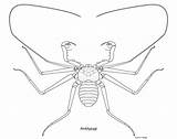 Whip Spider Coloring Amblypygi Template Illustration sketch template