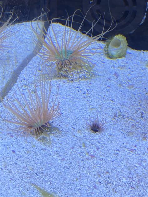 Baby Tube Anemone Reef2reef Saltwater And Reef Aquarium Forum