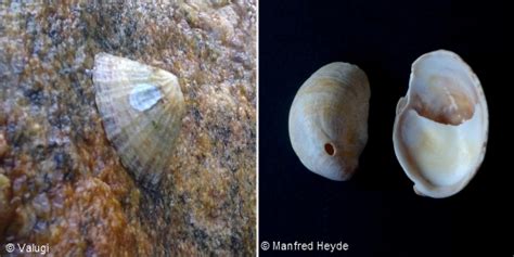 Limpets British Sea Fishing