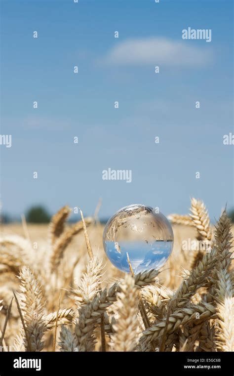 Glass Globe In A Wheat Field To Represent A Global Food Crisis