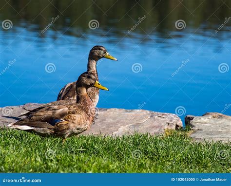 Two Duck Next To Water On Green Grass Stock Photo Image Of Blue