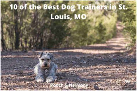 10 Popular Dog Trainers In St Louis Mo Pooch And Harmony
