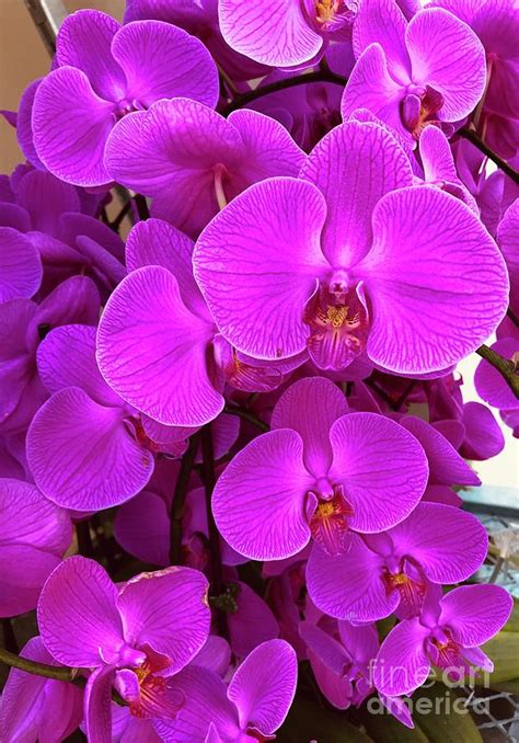 Magenta Orchids Pic 12 Photograph By Sofia Goldberg Fine Art America