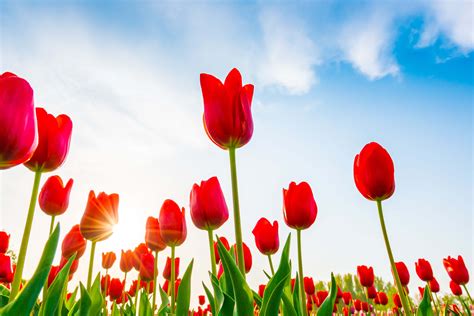 Beautiful Tulip Pictures And Names Photo Hub