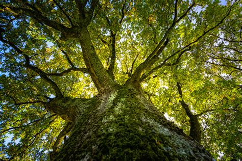 Free Stock Photo Of Big Oak Tree Download Free Images And Free