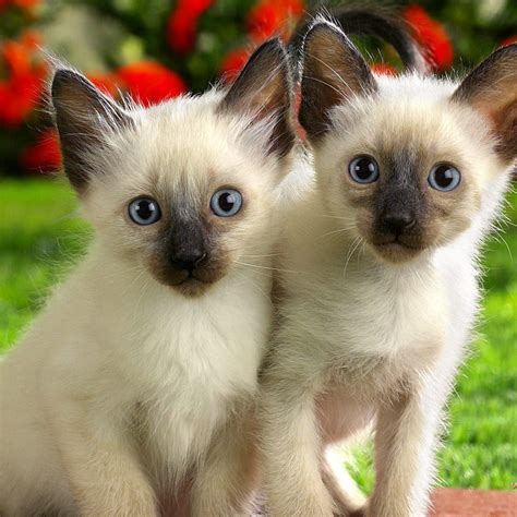 Two Little Siamese Kitten On The Nature Desktop Wallpapers 1024x1024