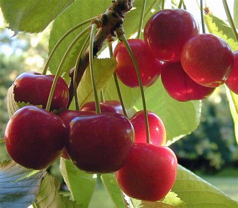 How To Grow Cherry Trees In Pots Dengarden
