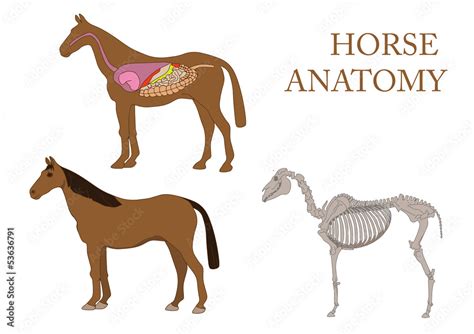 Zoology Anatomy Of Horse Cross Section And Skeleton Stock Vector