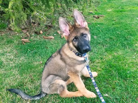 3 Month Old German Shepherd A Busy Active Playful Ball Of Energy