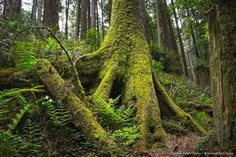 Action Alert Mature And Old Growth Forests Are Worth More Standing