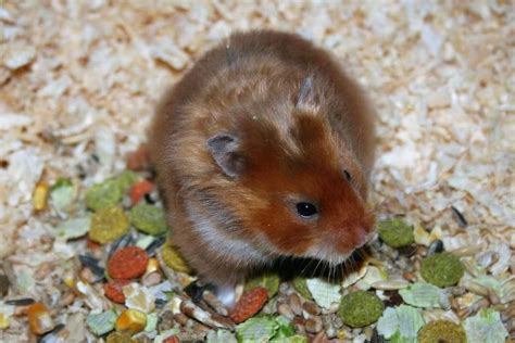 Teddy Bear Syrian Hamster As Pet Pet Comments