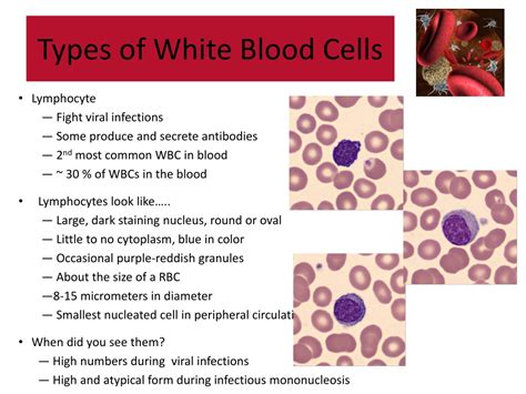 Ppt Normal Blood Cell Morphology Powerpoint Presentation Free Images