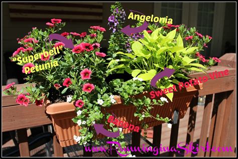 Check out our list of full sun plants for southern gardens and find one for your yard. Flowers for a Full Sun Deck or Window Box | Running in a Skirt