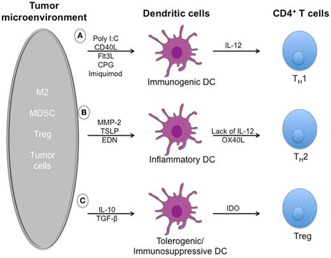 Frontiers Dendritic Cell Targeted Approaches To Modulate Immune