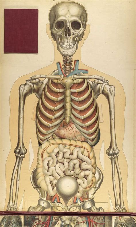 Scientific Illustration Scientific Illustration Medical Art Human Body