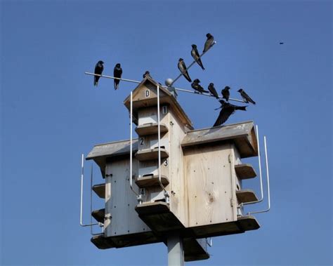 Purple martin bird house plans. 25+ bästa Purple Martin House Plans idéerna på Pinterest ...