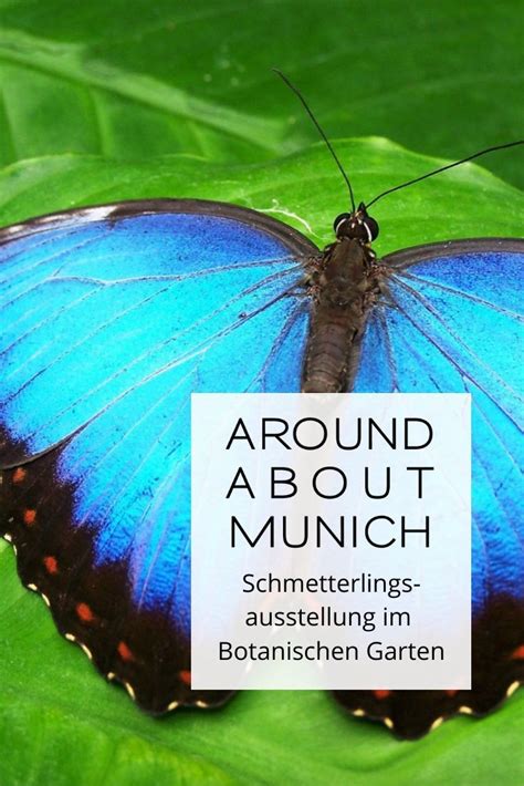 In wenigen tagen schlüpfen sie. Schmetterlingsausstellung im Botanischen Garten München in ...