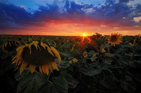 Fondos De Pantalla Girasols Amaneceres Y Atardeceres Cielo Campos Nube