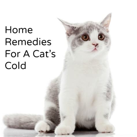 You may have heard that some common medicines work for people and cats. Home Remedy For A Cat's Cold - Hillbilly Housewife