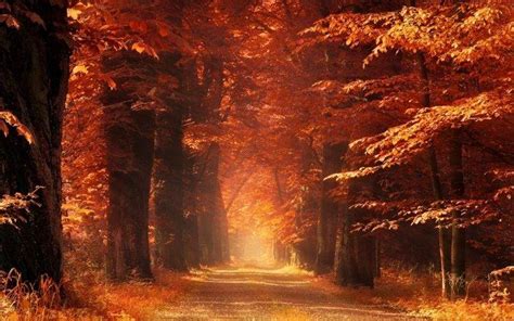 Nature Landscape Sun Rays Mist Dirt Road Dry Grass Forest Fall Morning Sunlight Trees