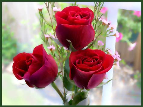 Red Rose Flowers Screensavers For Mac Good Morning Happy Rose Day