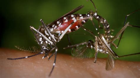 what to know about aedes albopictus the other mosquito that carries zika the atlantic