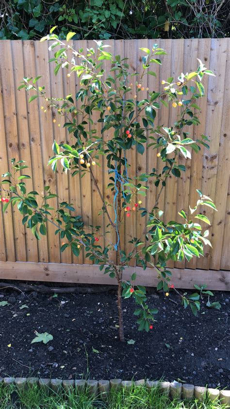 Morello Cherry Tree Leaves Yellowing — Bbc Gardeners World Magazine