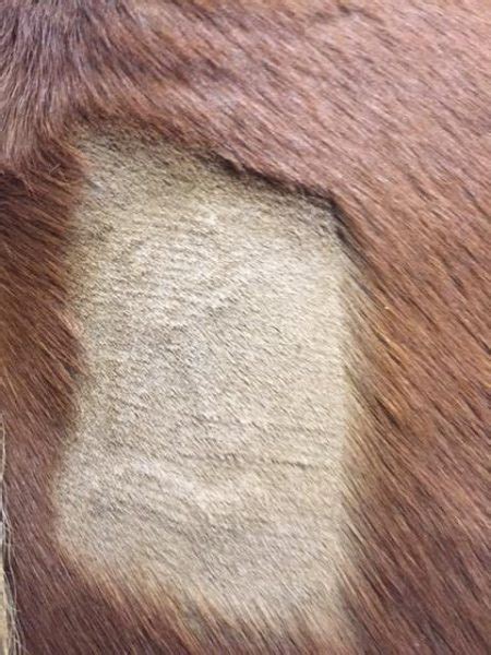 Maybe you would like to learn more about one of these? How to Freeze Brand your Horse CavvySavvy.com - We Know ...