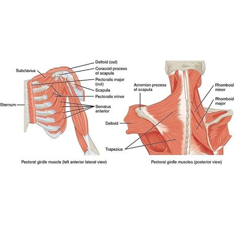 Muscles That Position That Pectoral Girdle Diagram Radiology Case