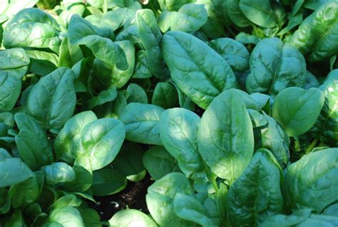 Growing Spinach How To Grow Spinach Planting Spinach