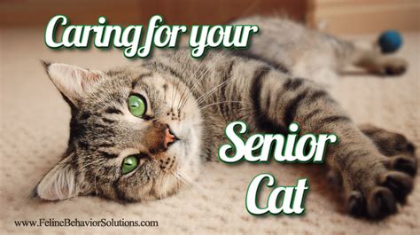 Caring For Your Senior Cat Feline Behavior Solutions Cat