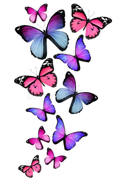Many Different Butterflies On White Background Stock Illustration