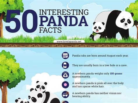 50 Interesting Panda Facts Riset
