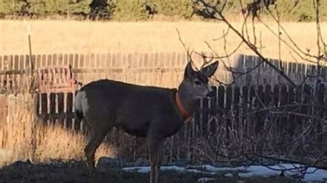 Police Shoot Kill Domesticated Deer After It Attacked Victims