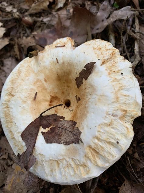 Huge White Mushrooms Everywhere Identifying Mushrooms Wild