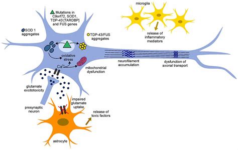 Als attacks cells in the brain and spinal cord that are needed to keep muscles moving, leading to muscle weakness. Frontiers | ALS Pathogenesis and Therapeutic Approaches: The Role of Mesenchymal Stem Cells and ...