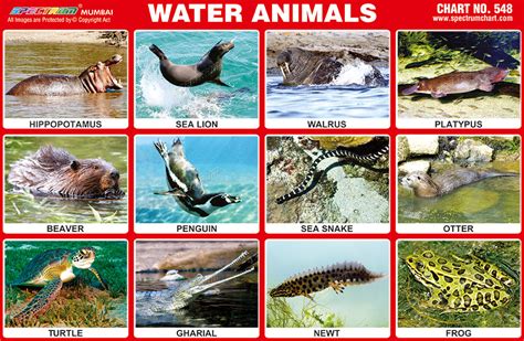 Spectrum Educational Charts Chart 548 Water Animals