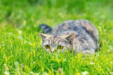 But, can cats eat grass? Do indoor cats need to eat grass? Cat grass benefits ...