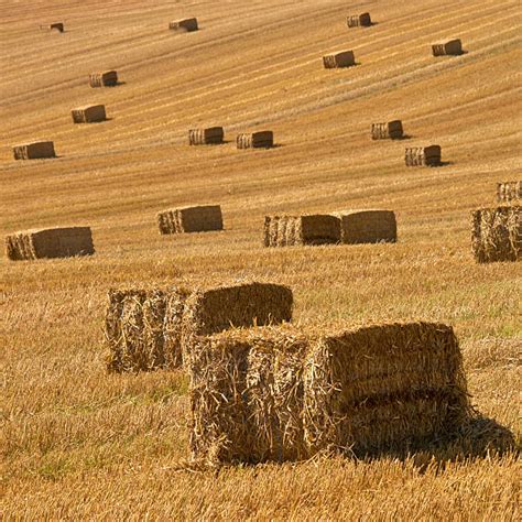 Square Hay Bales Stock Photos Pictures And Royalty Free Images Istock