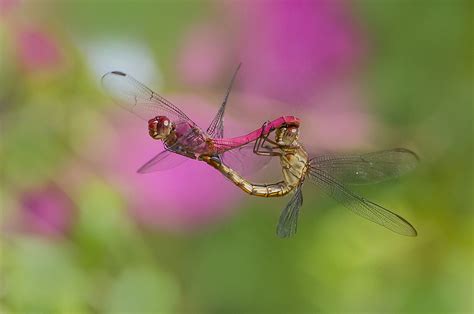 Joy Ride Carmine Skimmer Dragonflies In Flight Mating Flickr