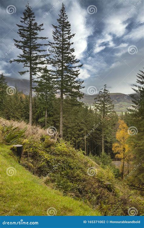 Beautiful Vibrant Autumn Fall Landscape Of Larch Tree And Pine Tree