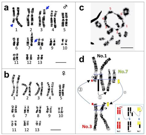Cells Free Full Text Evolution Of A Multiple Sex Chromosome System