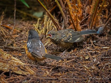 Spotted Towhee Feeding One Of Her Chicks As Photographed By Craig